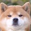 老狼