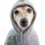 Down dog in hoodie