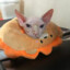 PongTeen