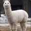 llamacat