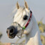 Arabian horse