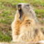 Marmot