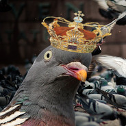 Pigeon King