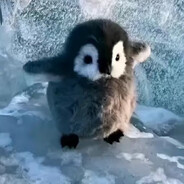 Pompuś avatar