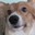 Ein The Corgi
