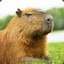 Kapibar