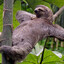 LazySloth