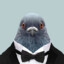 mr pigeon