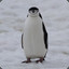 Pingvin_Anton