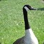 Goose (1)