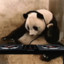 Panda Gaming
