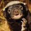 SkunksJezevec