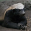 aHoneyBadger