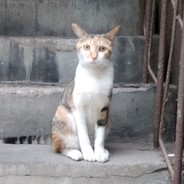 电脑玩家无影杆