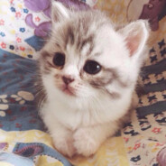 揽星衔月逐日光