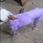 CACHORRO ROXO