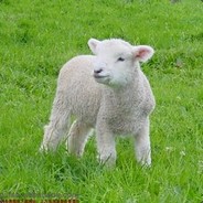 阳光开朗小瘪三