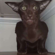 larryJR