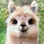 SUITEDLΞΛF ♔ - steam id 76561197969064668