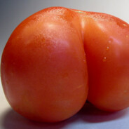 Tomato