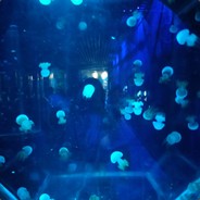 二月红你个大头鬼