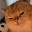 Lil meow meow