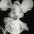 Topo gigio
