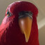 Red J Birb
