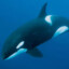 DaleTheWhale__