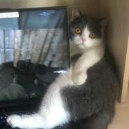 翻斗花园胡英俊