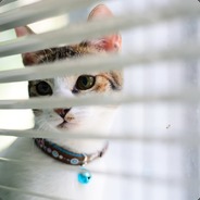 又得浮生一隻鹿