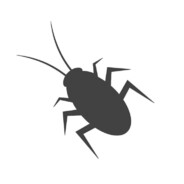 广东文盲大蟑螂