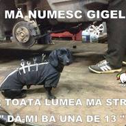 Chimita Misu Foarfeca