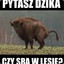 pytasz dzika czy sra w lesie