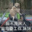 芒果