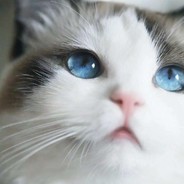 小兰小兰不会跨栏