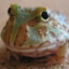 Rotund_Frog