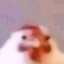 wise chicken