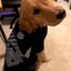 dOgSON