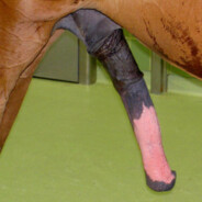PIROCA DE CAVALO - steam id 76561199637467989