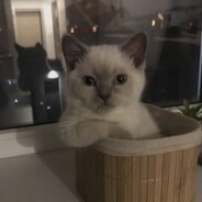 rena avatar