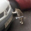 Cat Mechanic