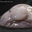 ImBlobFish