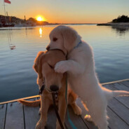 蒸馍？你不福气？