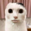 wotsck