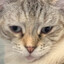 A Constipated Cat