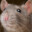rat-eater