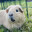 Guinea pig
