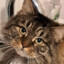 brouwR-