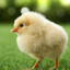 BabyChicken